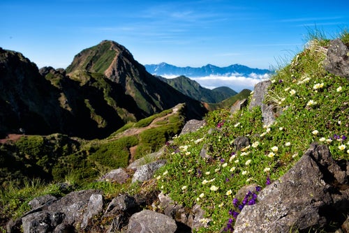 赤岳に生息する高山植物の写真