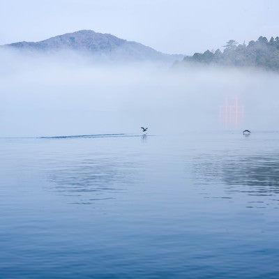 朝霧の中を離水する水鳥の写真
