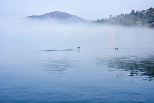 朝霧の中を離水する水鳥の写真