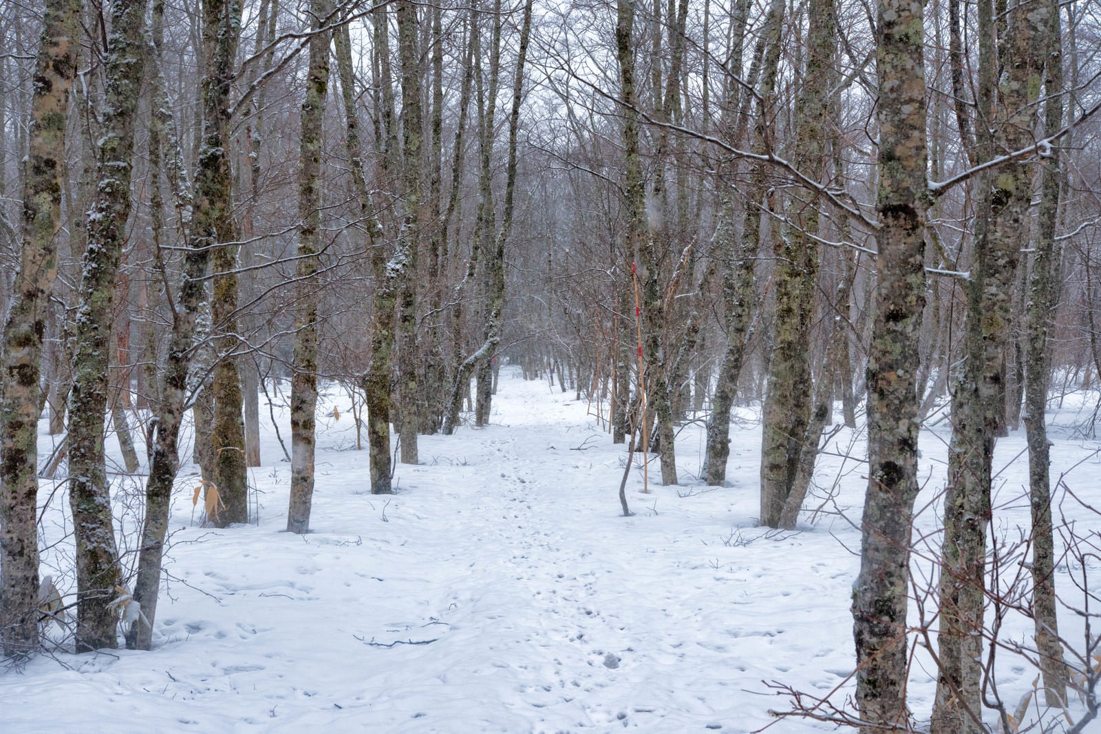 「雪の中の自然探索路」の写真