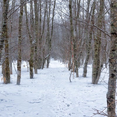 雪の中の自然探索路の写真