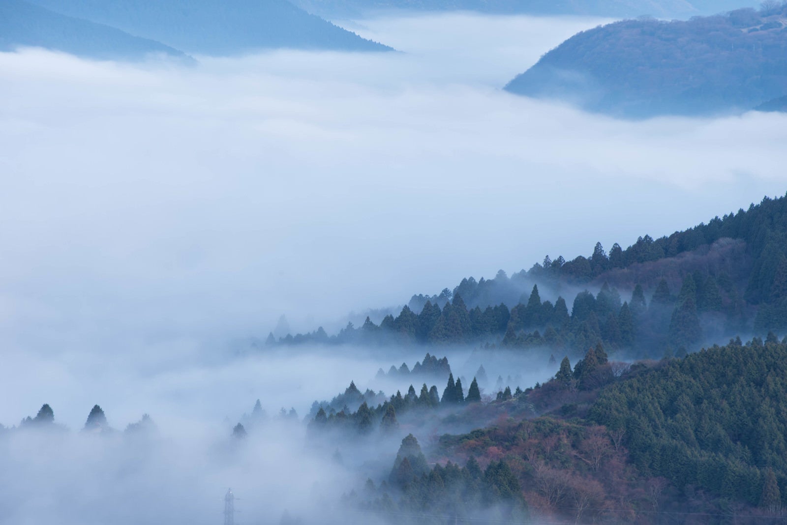 「霧に包まれる箱根の森」の写真