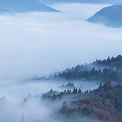 霧に包まれる箱根の森の写真