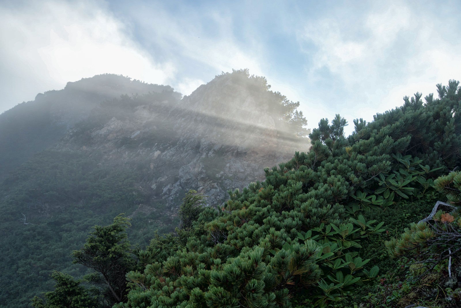 「登山道から見上げた差し込む陽光」の写真
