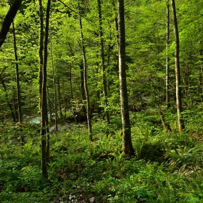 北アルプスの森の写真