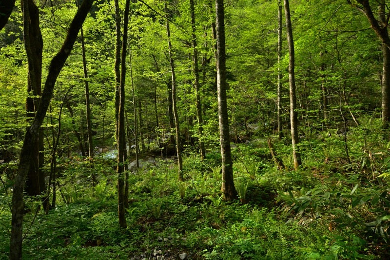 北アルプスの森の写真