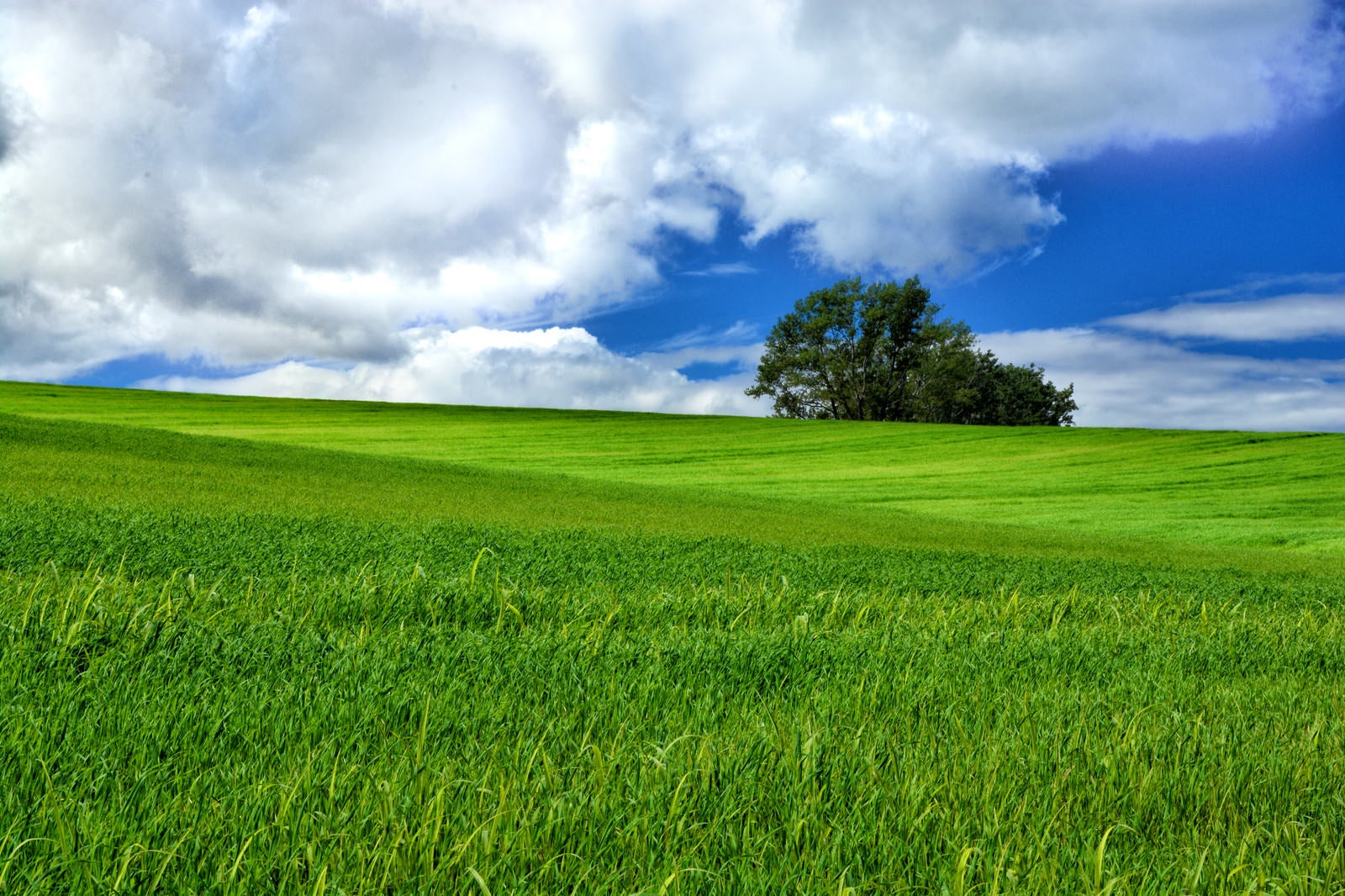 「北海道にある大草原の風景」の写真