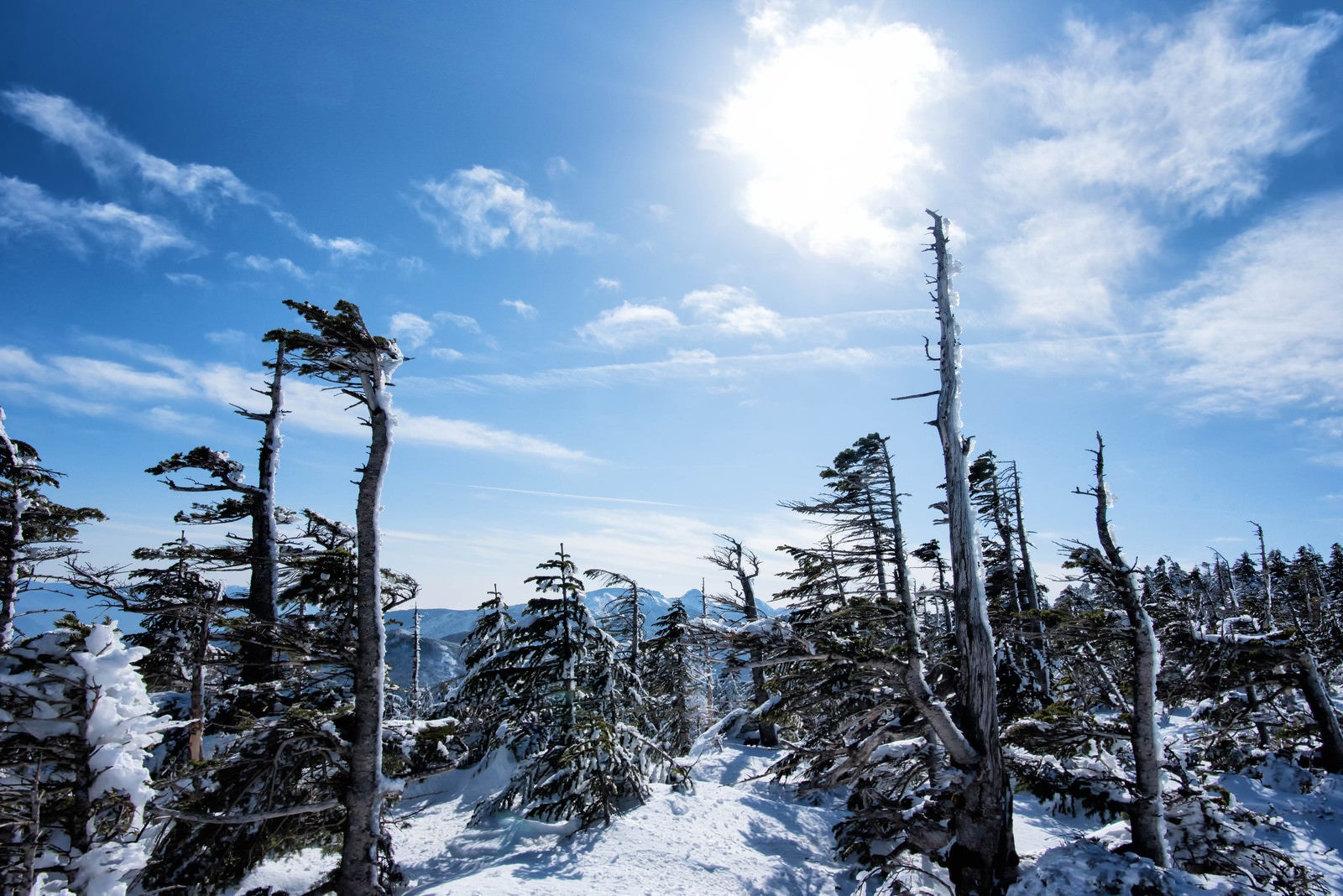 「厳冬期のしらびそ林」の写真