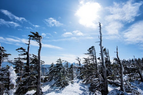 厳冬期のしらびそ林の写真