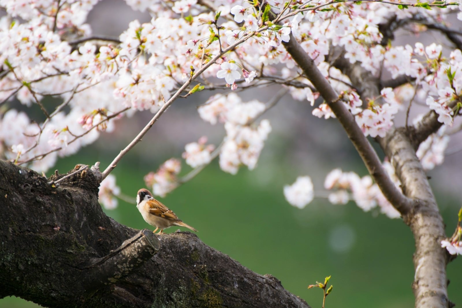 「桜とすずめ」の写真