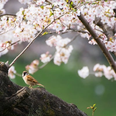 桜とすずめの写真
