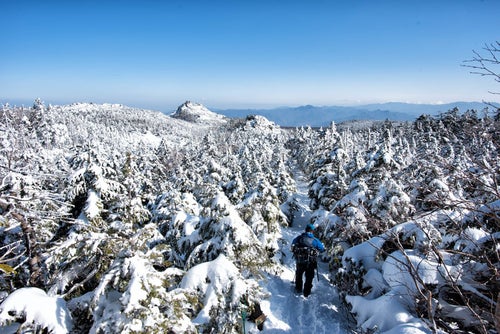 白く染まる樹林帯を進む登山者の写真