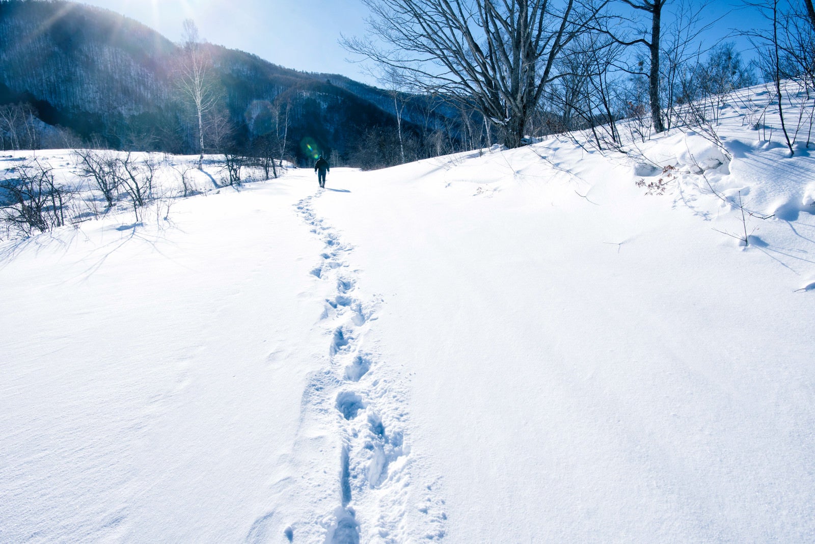 「雪に残る足跡」の写真