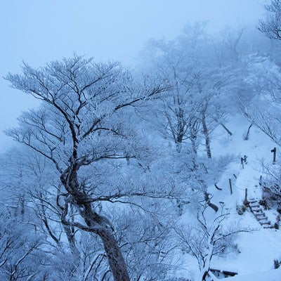丹沢雪景色の写真