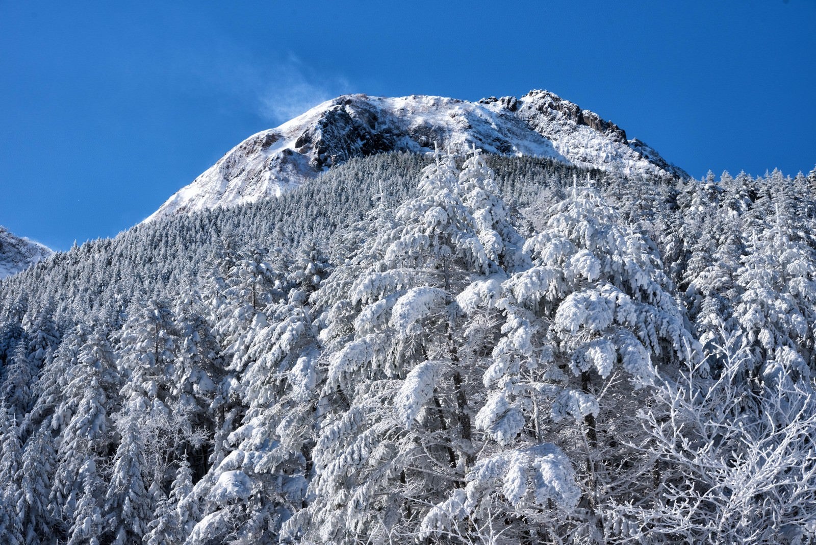「白い森と阿弥陀岳」の写真