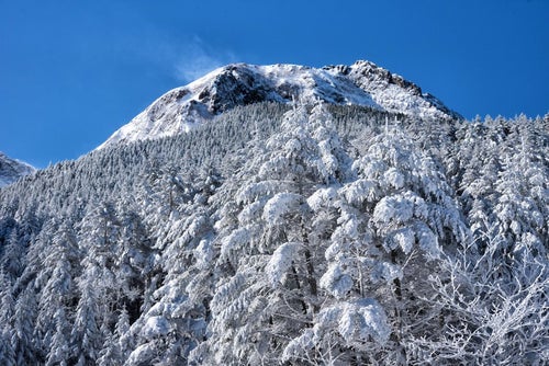 白い森と阿弥陀岳の写真