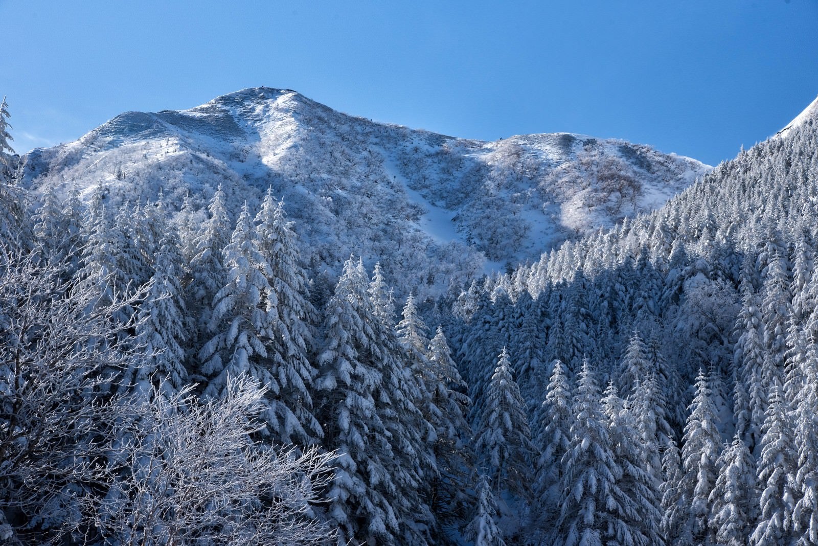 「雪で白く染まった森の木々」の写真