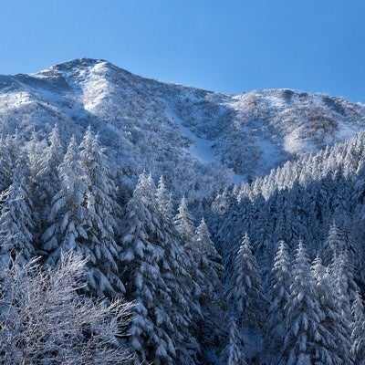 雪で白く染まった森の木々の写真