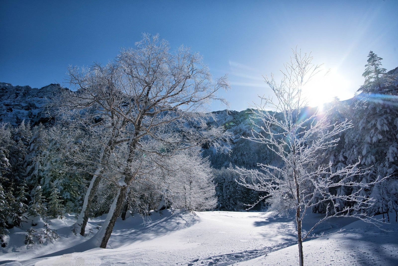 「日で輝く樹氷」の写真