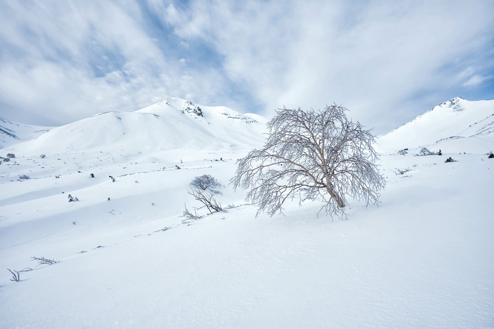 「厳冬の乗鞍高原に佇む樹木」の写真