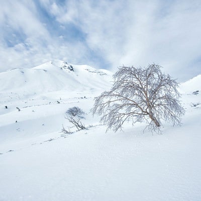 厳冬の乗鞍高原に佇む樹木の写真