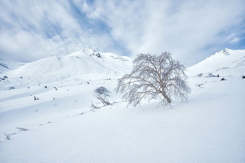 厳冬の乗鞍高原に佇む樹木の写真