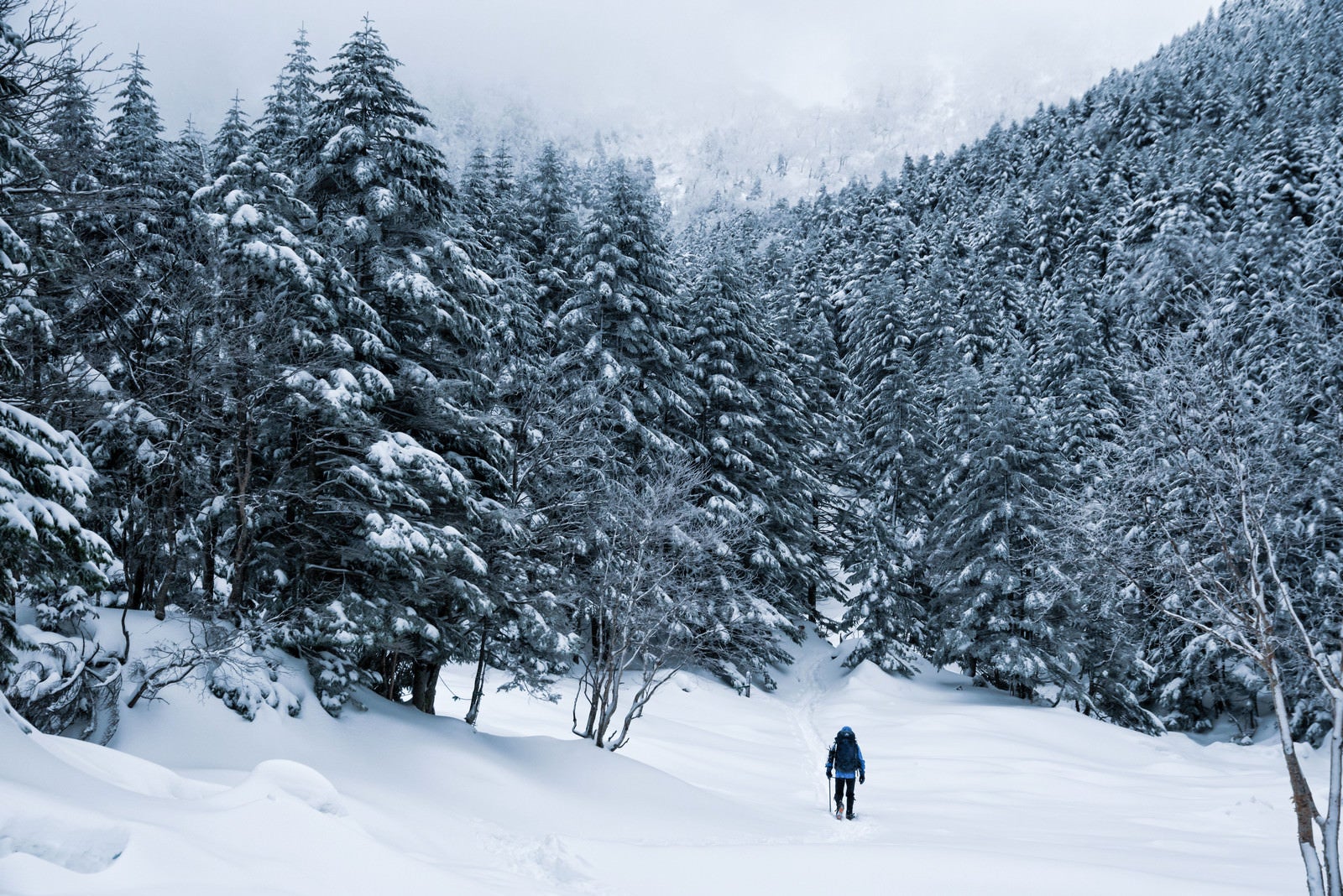 「厳冬期の樹林帯を進む登山者（八ヶ岳）」の写真