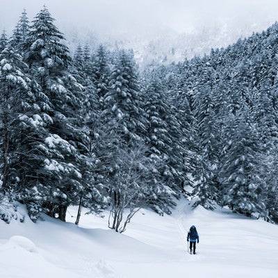 厳冬期の樹林帯を進む登山者（八ヶ岳）の写真