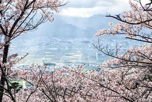 光城山の桜と眼下に広がる安曇野（長野県安曇野市豊科）の写真