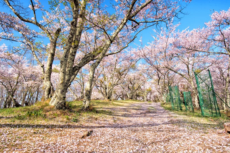 光城山山頂の桜並木（長野県安曇野市豊科）の写真