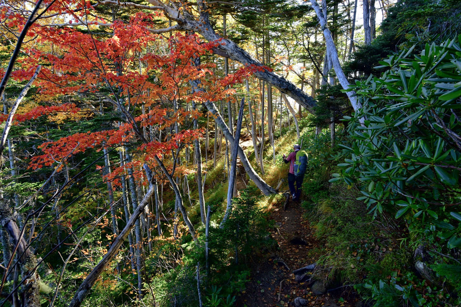 「紅葉の樹林帯を散策する登山者」の写真