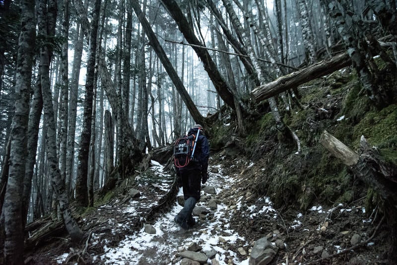 初冬と倒木の森を散策する登山者の写真