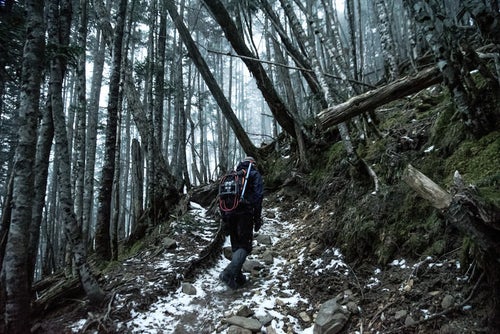 初冬と倒木の森を散策する登山者の写真