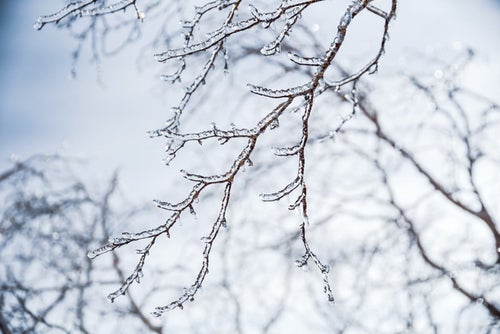 木の枝に張り付いた雨氷の写真