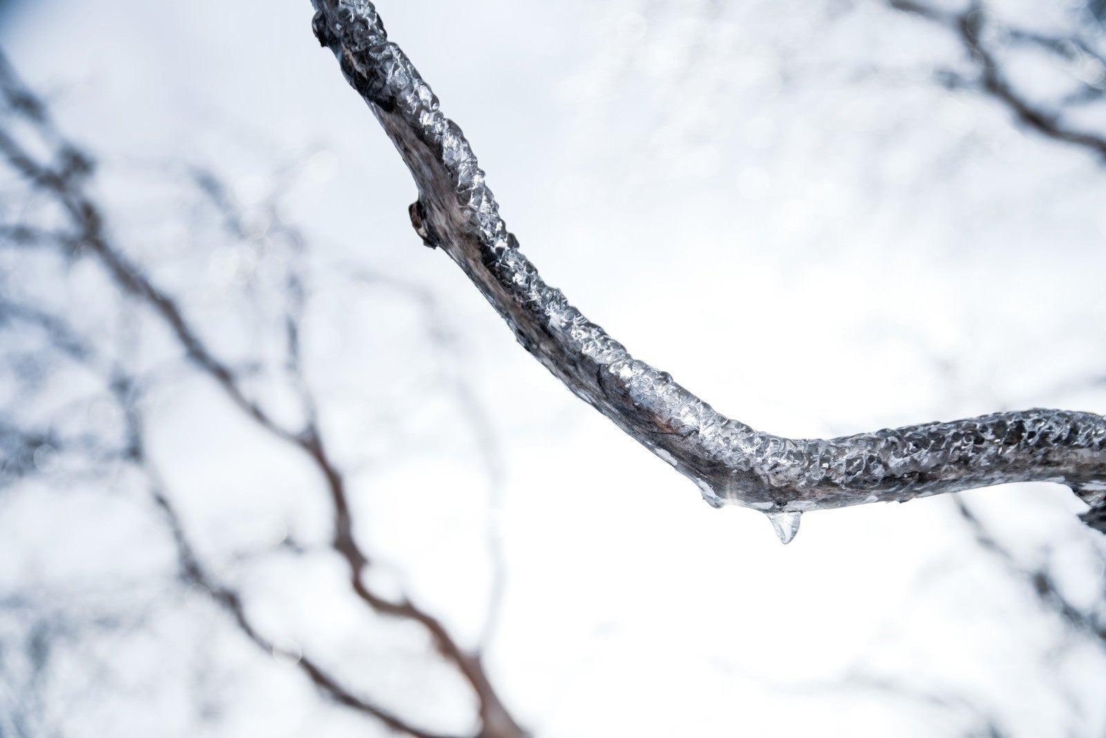 「枝に張り付いた雨氷」の写真