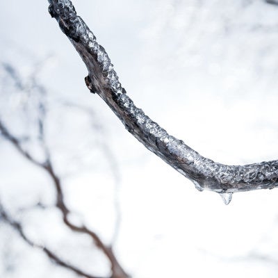 枝に張り付いた雨氷の写真