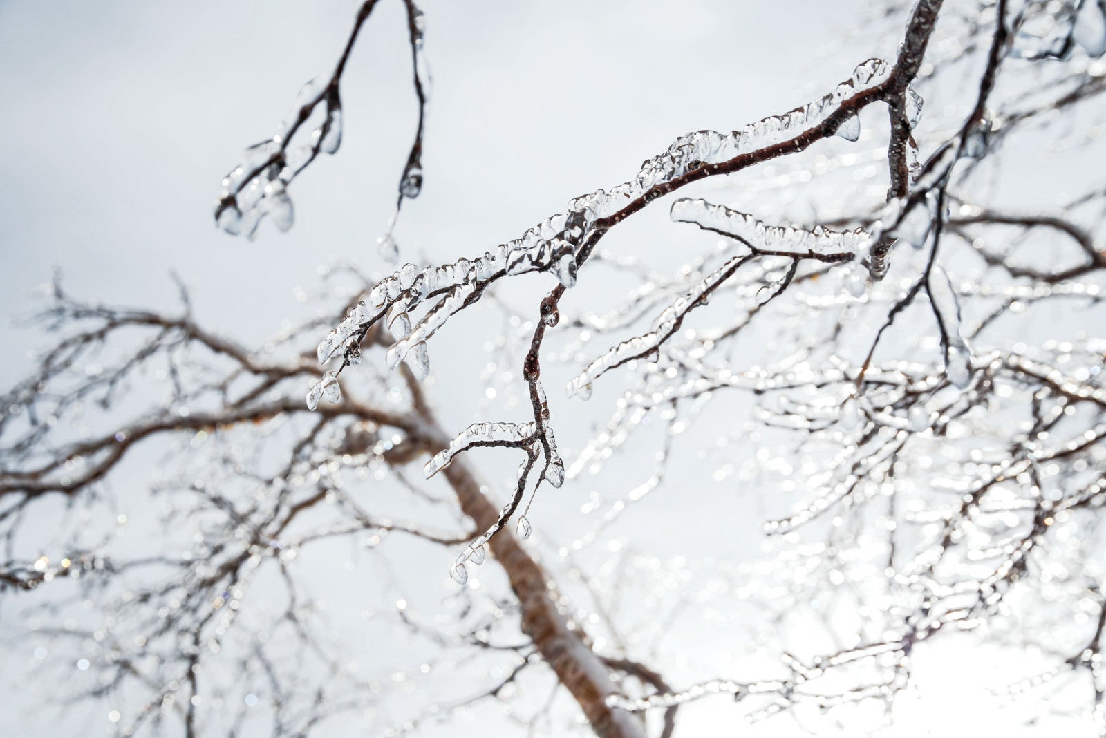 「枝に張り付いた透明な雨氷」の写真