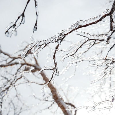 枝に張り付いた透明な雨氷の写真