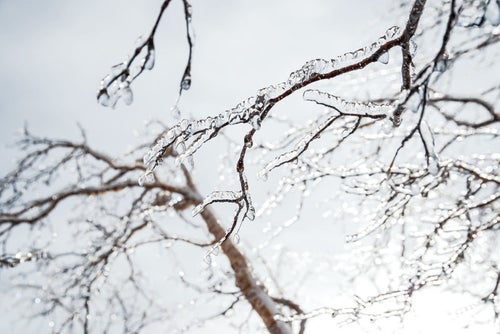 枝に張り付いた透明な雨氷の写真