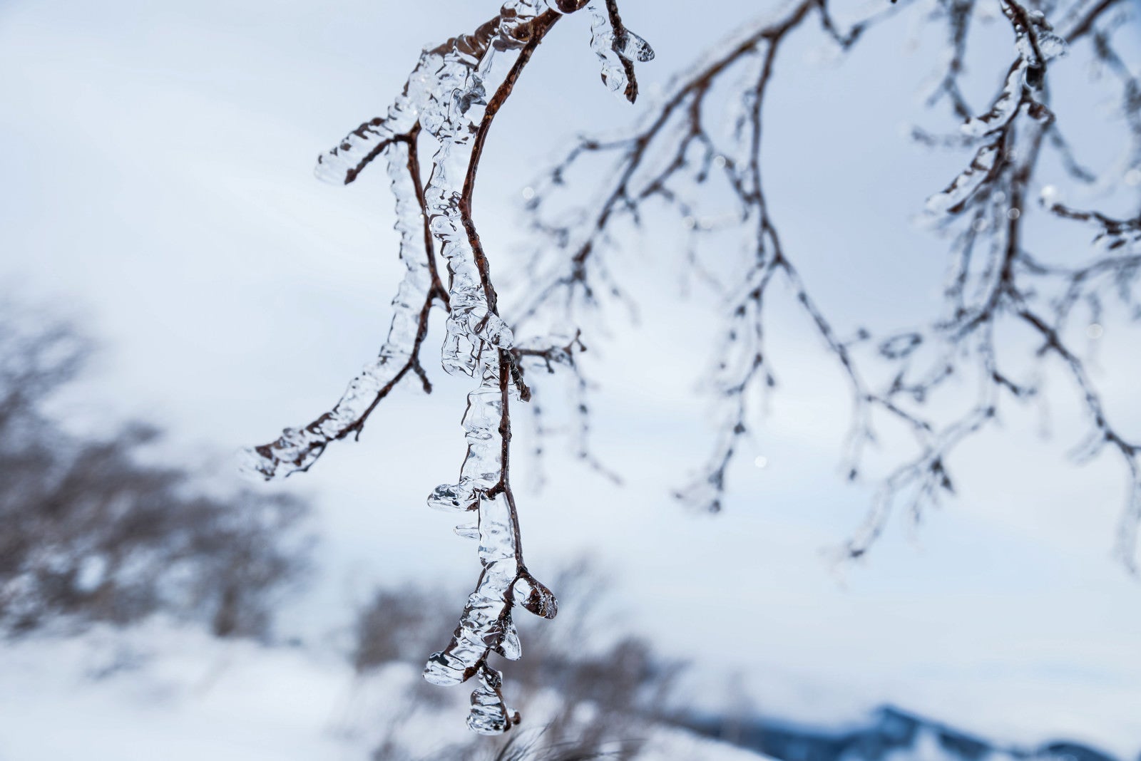 「雨氷に透ける木の枝」の写真