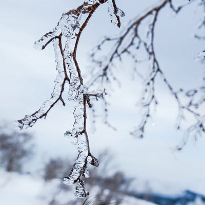雨氷に透ける木の枝の写真