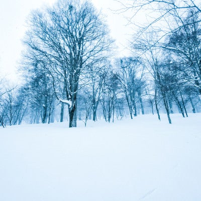 積雪に残るシュプールと木々に積もる雪の写真