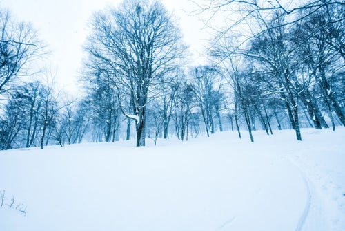 積雪に残るシュプールと木々に積もる雪の写真