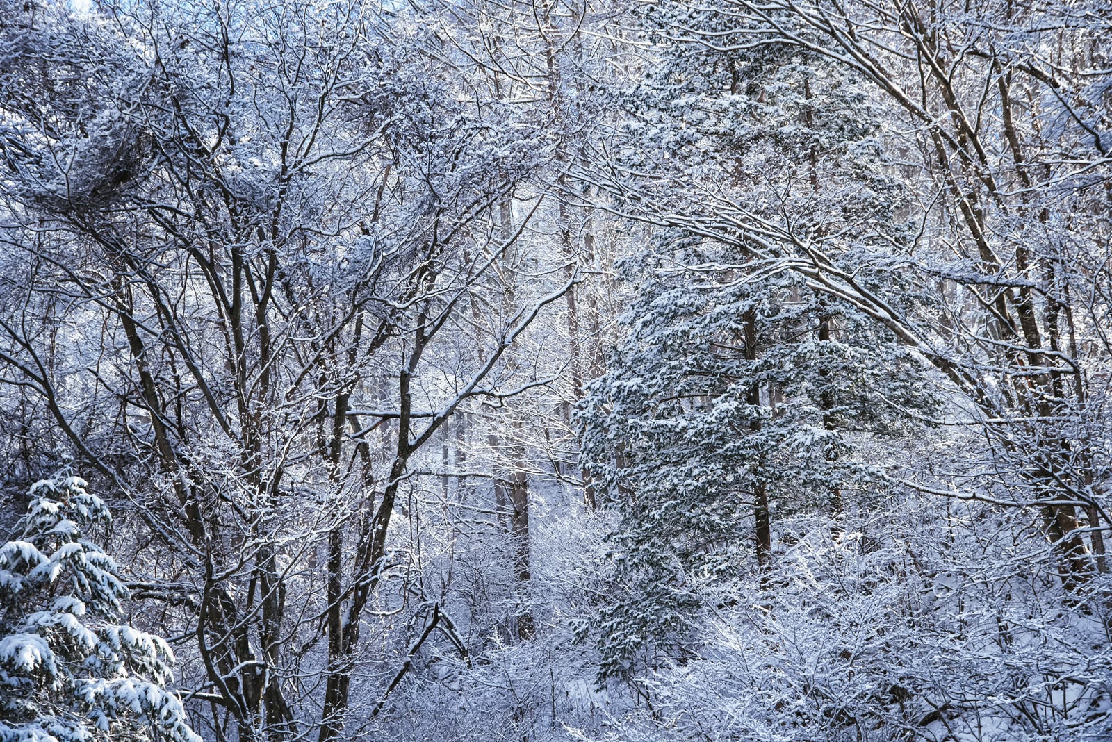 「幻想的な冬の白い森」の写真