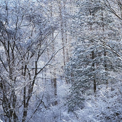 幻想的な冬の白い森の写真