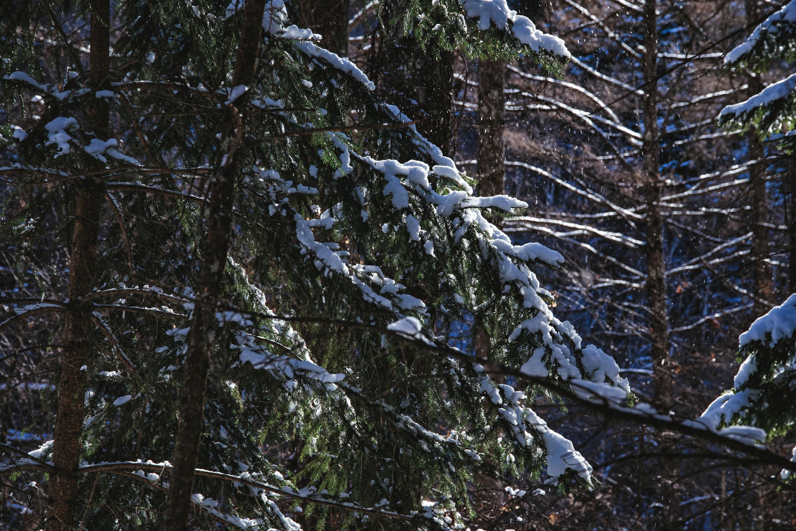 「雪化粧した常緑樹」の写真