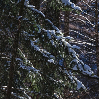 雪化粧した常緑樹の写真