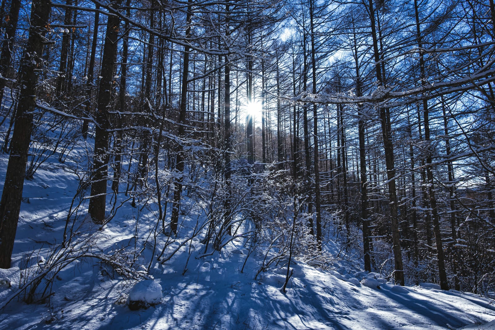 「西日差す積雪の森に伸びる影」の写真