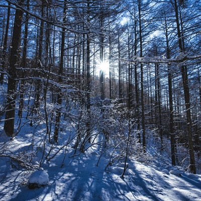 西日差す積雪の森に伸びる影の写真