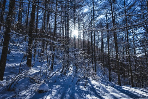 西日差す積雪の森に伸びる影の写真